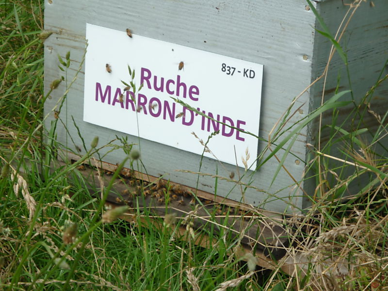 La ruche Marron d inde