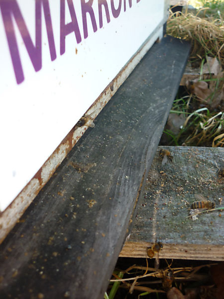 La ruche Marron d inde