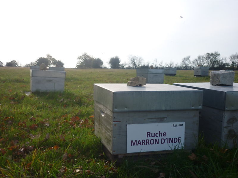 La ruche Marron d inde