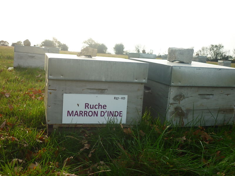 La ruche Marron d inde