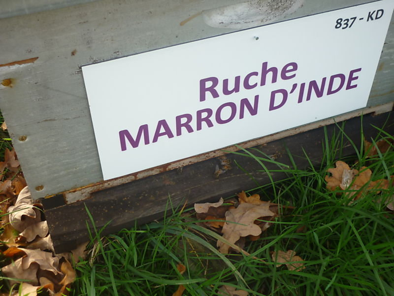 La ruche Marron d inde