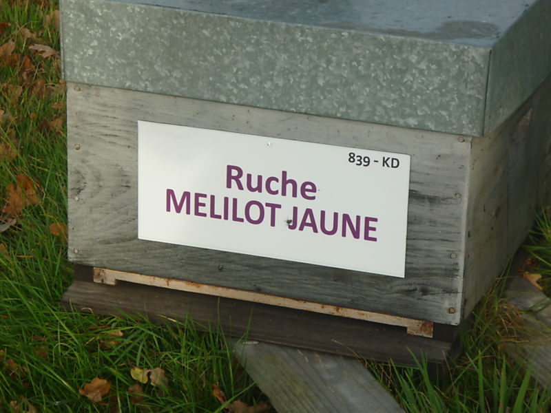 La ruche Mélilot jaune