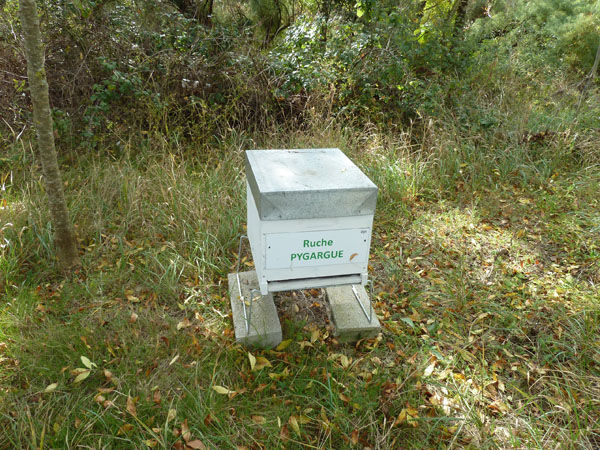 La ruche Pygargue