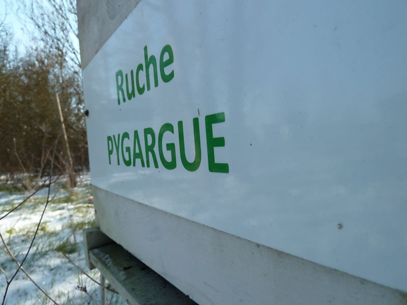 La ruche Pygargue