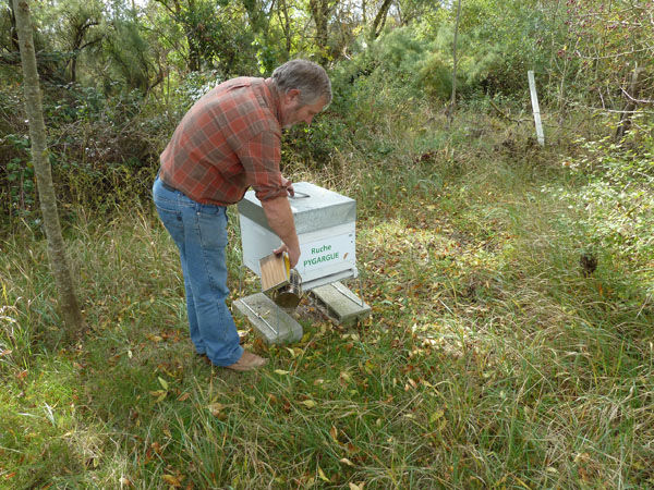 La ruche Pygargue