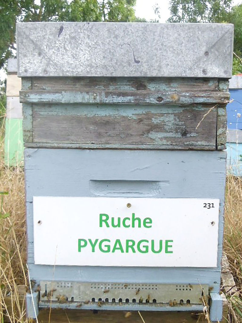 La ruche Pygargue