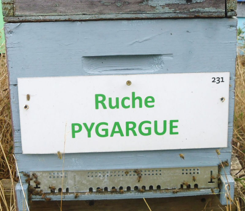 La ruche Pygargue
