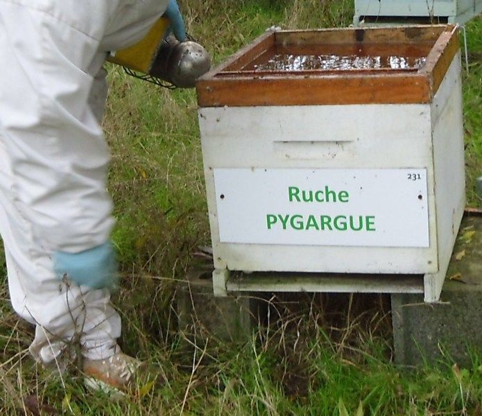 La ruche Pygargue