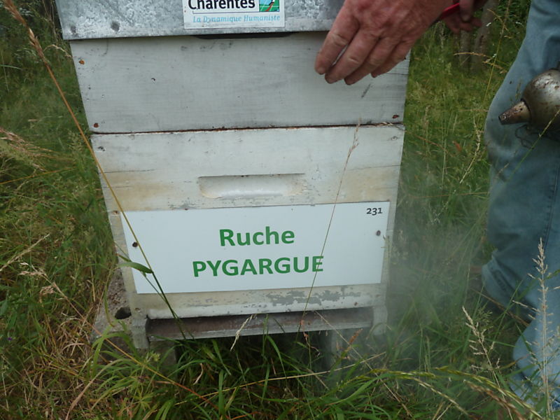 La ruche Pygargue