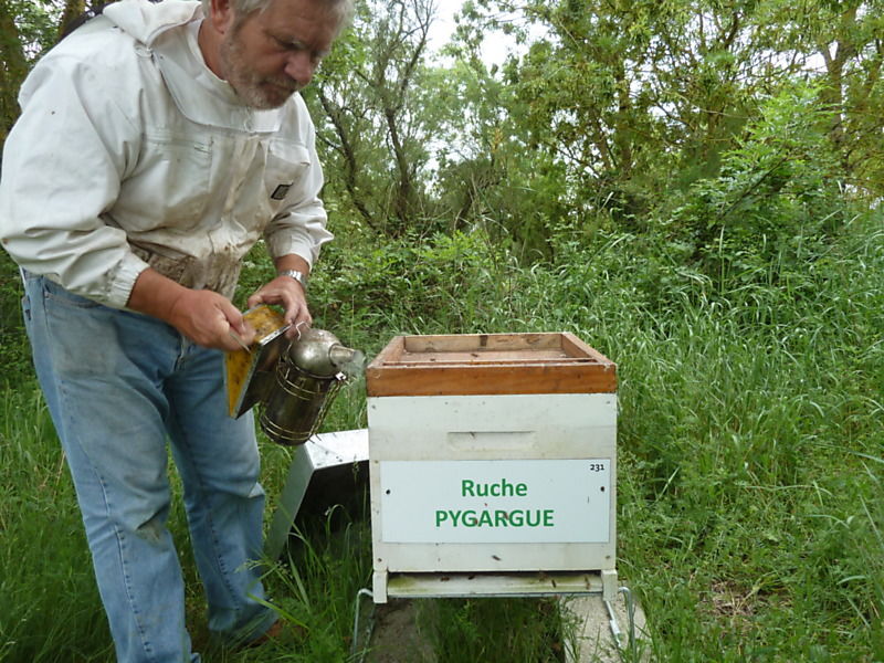 La ruche Pygargue