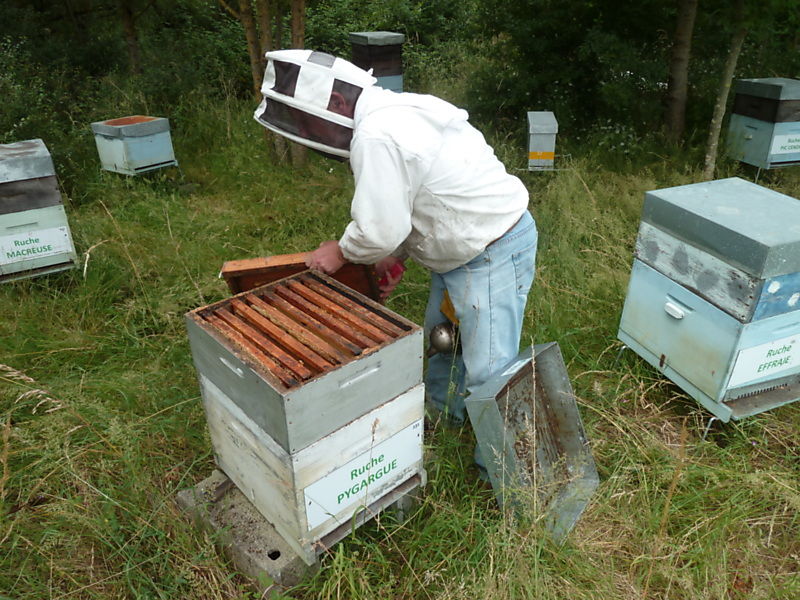 La ruche Pygargue
