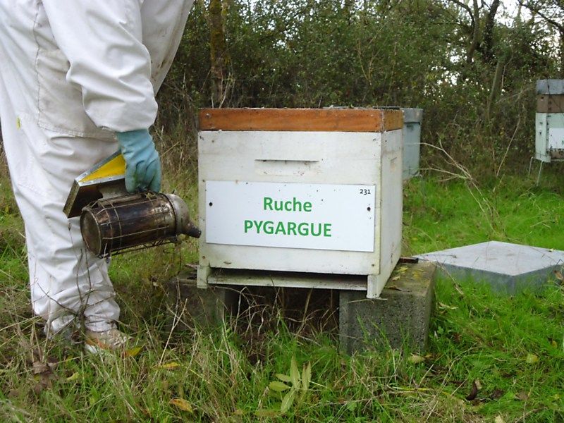 La ruche Pygargue