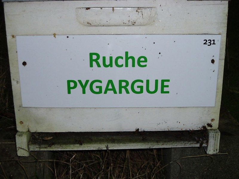 La ruche Pygargue