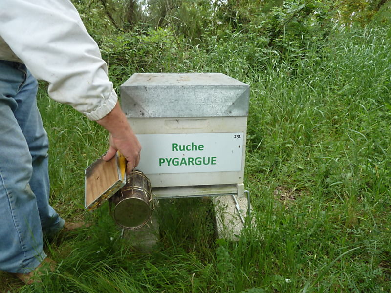 La ruche Pygargue
