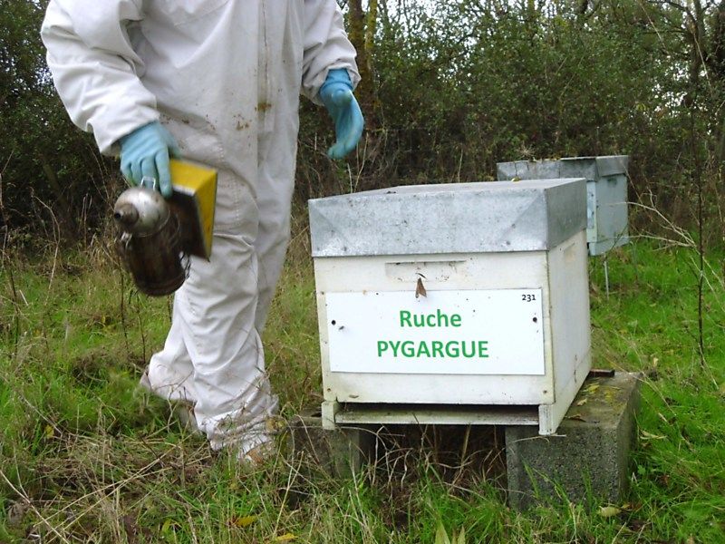 La ruche Pygargue