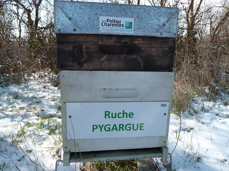 La ruche Pygargue