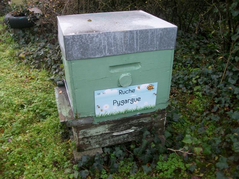 La ruche Pygargue