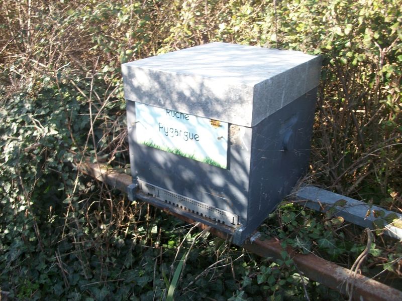 La ruche Pygargue