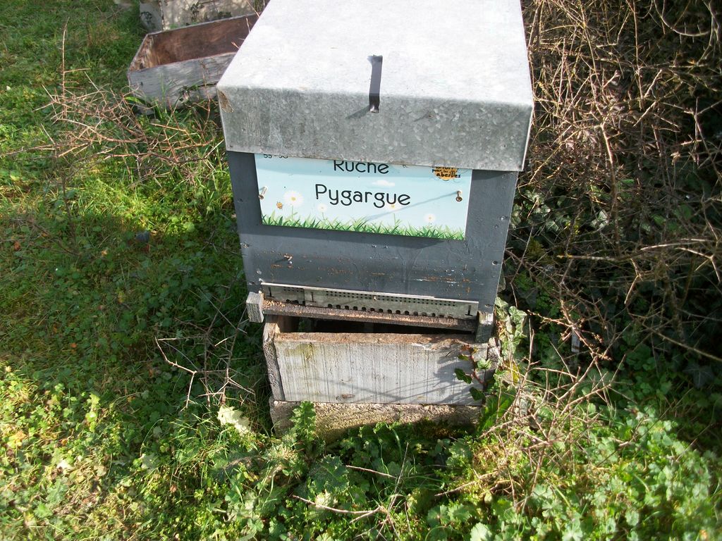 La ruche Pygargue