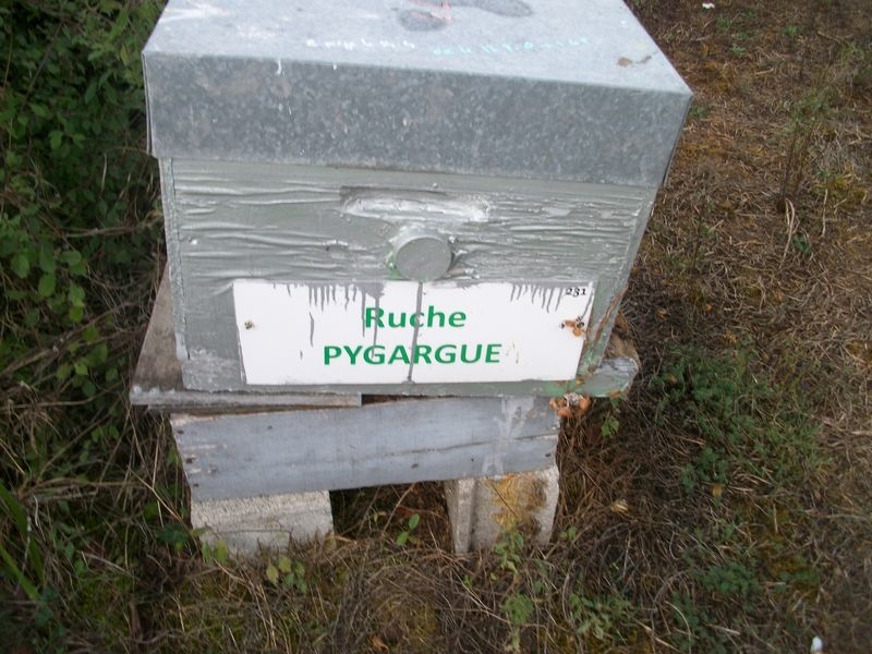 La ruche Pygargue
