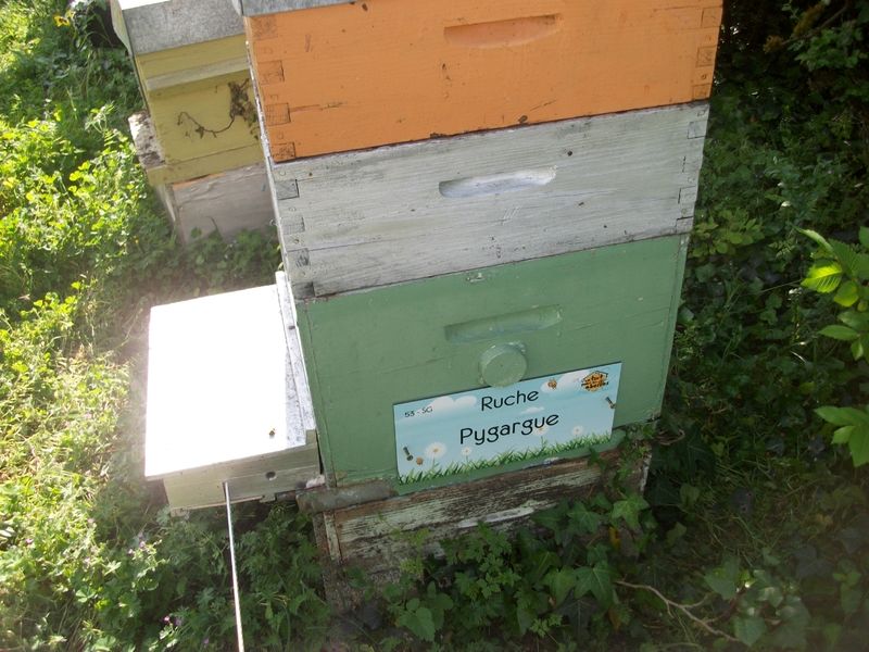 La ruche Pygargue