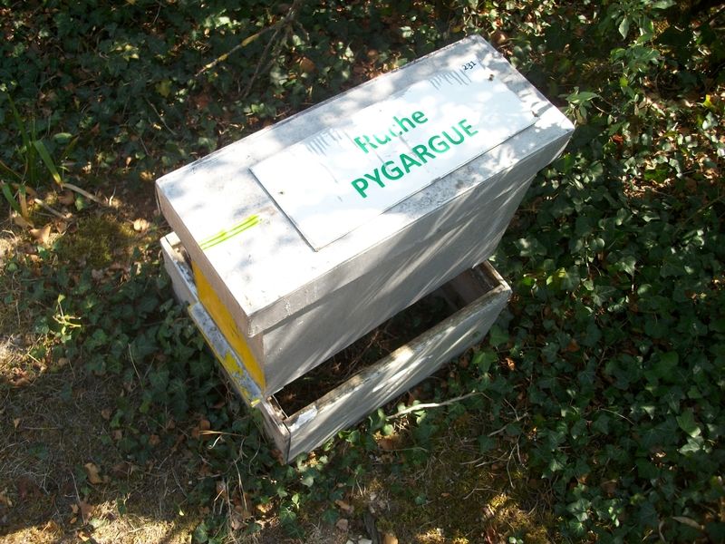 La ruche Pygargue