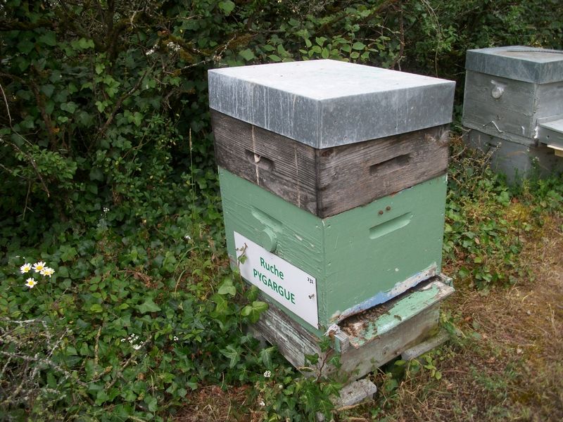 La ruche Pygargue