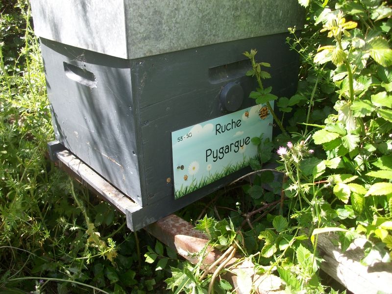 La ruche Pygargue