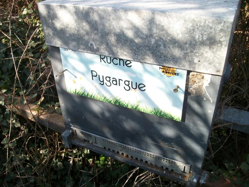 La ruche Pygargue