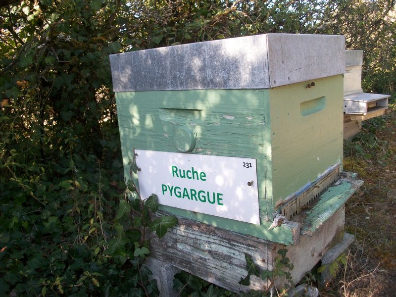 La ruche Pygargue