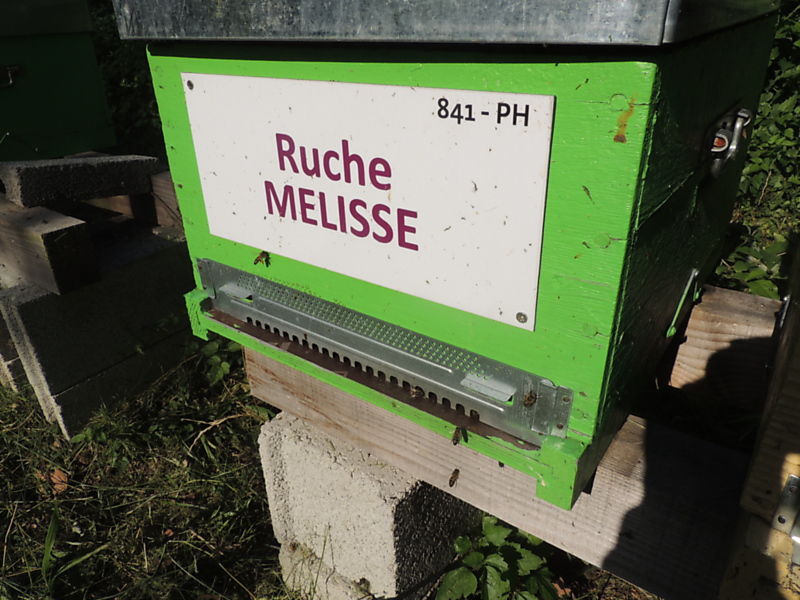 La ruche