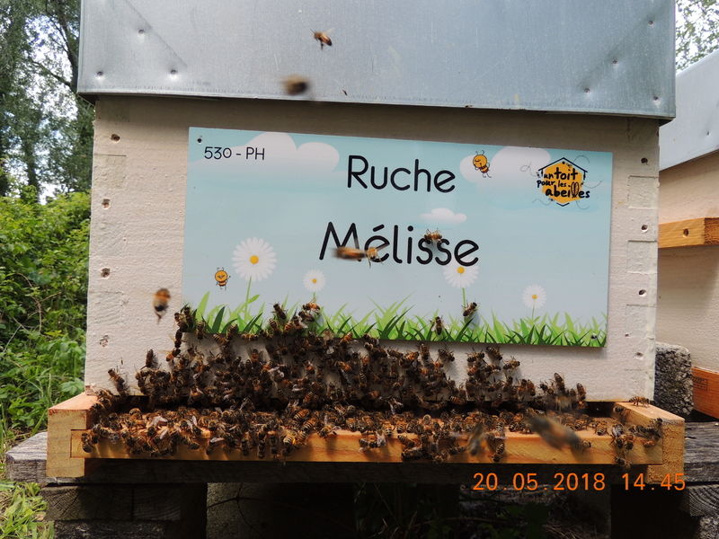 La ruche Mélisse