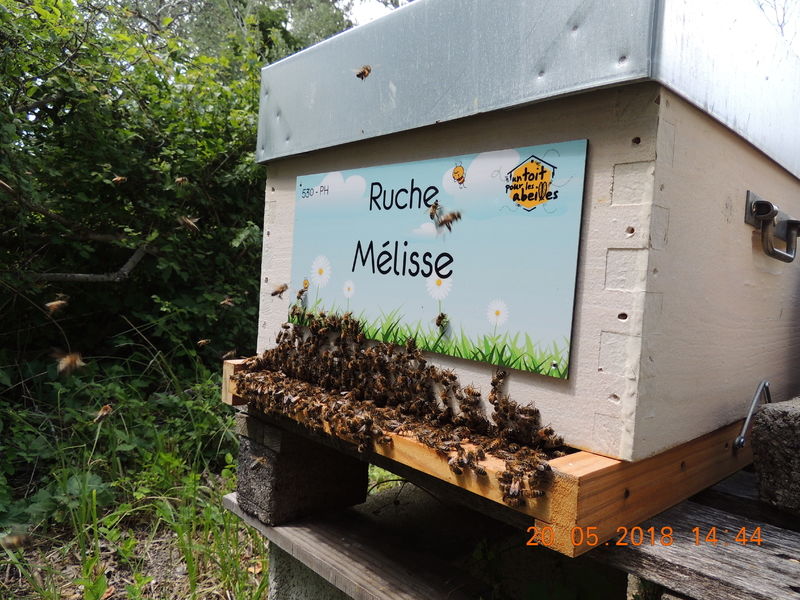 La ruche Mélisse