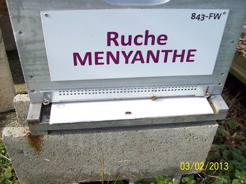 La ruche Menyanthe