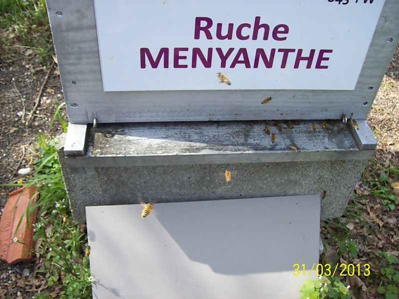 La ruche Menyanthe