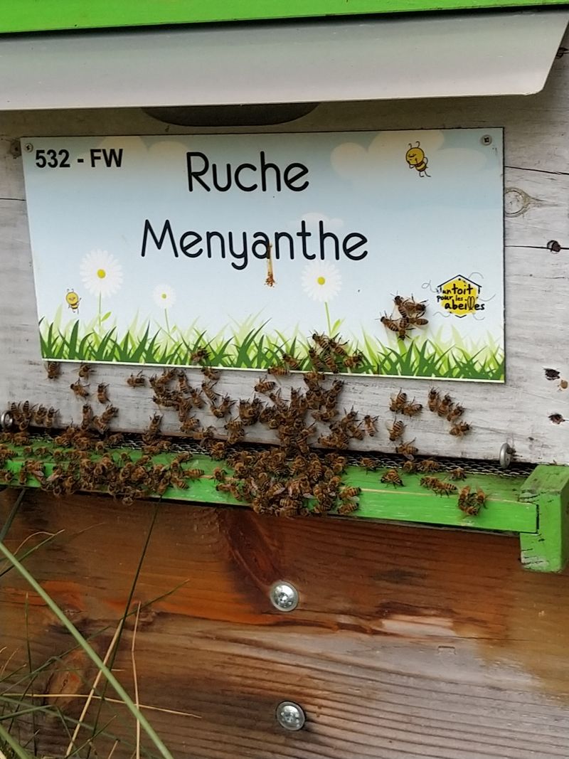La ruche Menyanthe