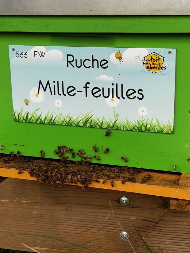 La ruche Mille-feuilles