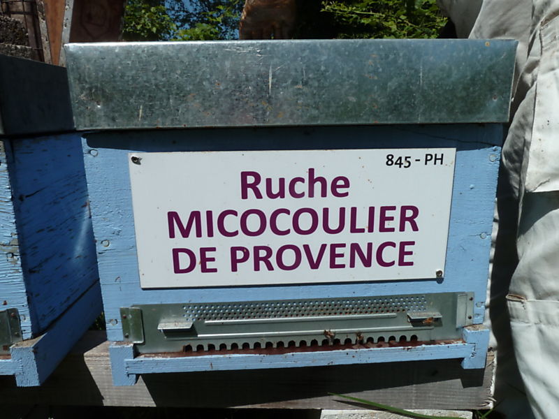 La ruche Micocoulier de provence