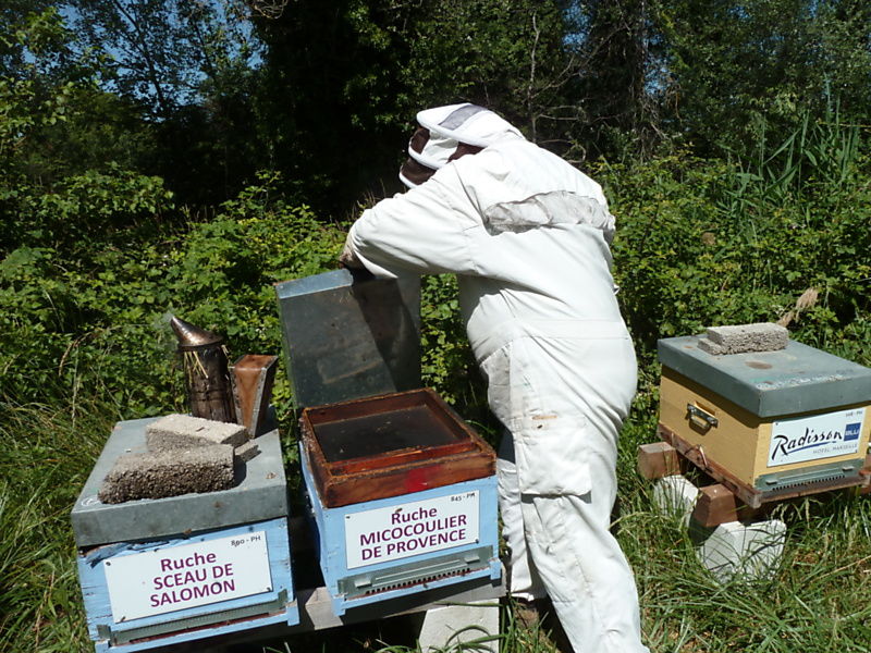 La ruche Micocoulier de provence