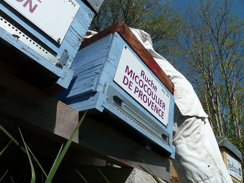 La ruche Micocoulier de provence