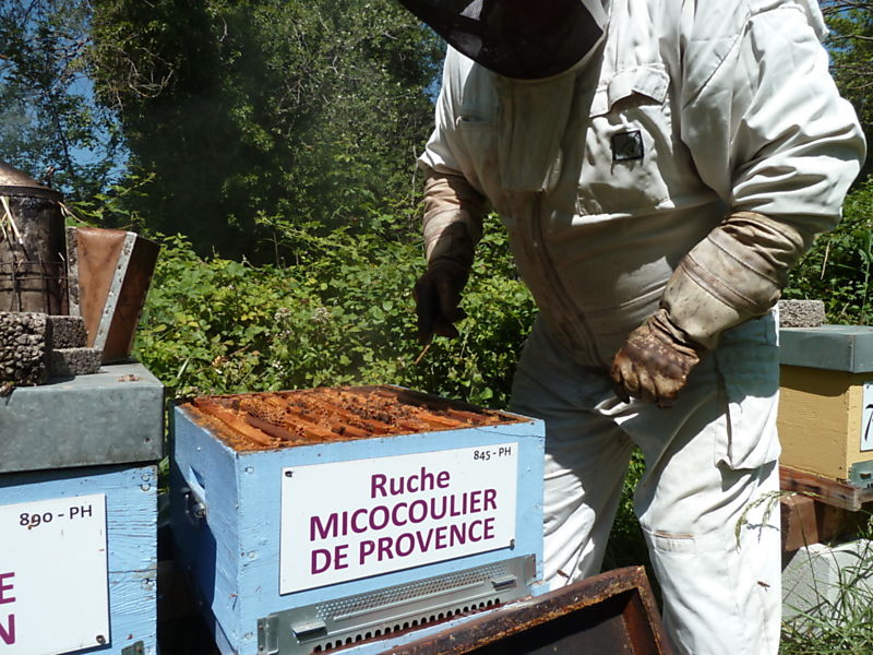 La ruche Micocoulier de provence