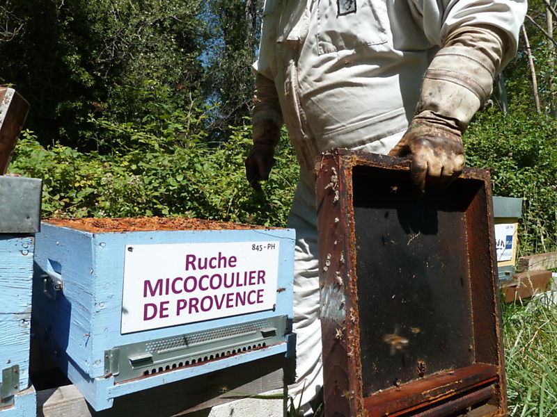 La ruche Micocoulier de provence