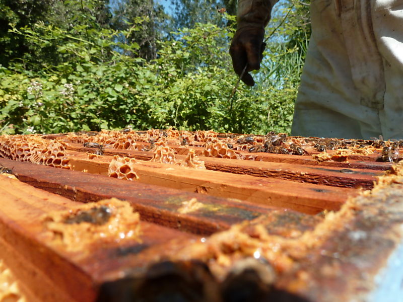 La ruche Micocoulier de provence