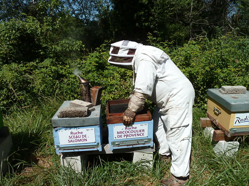 La ruche Micocoulier de provence