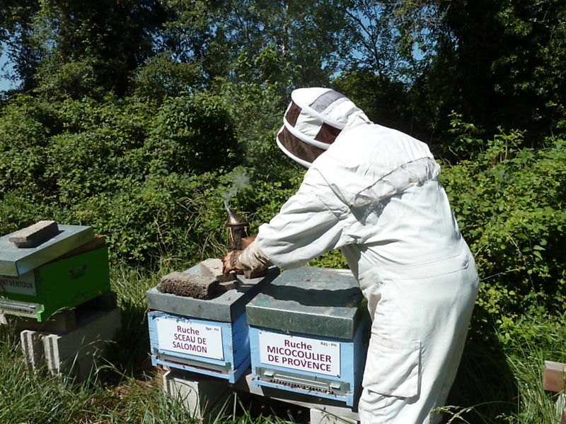 La ruche Micocoulier de provence