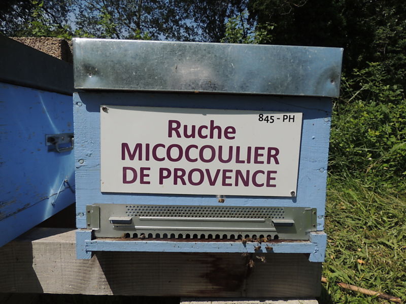 La ruche Micocoulier de provence