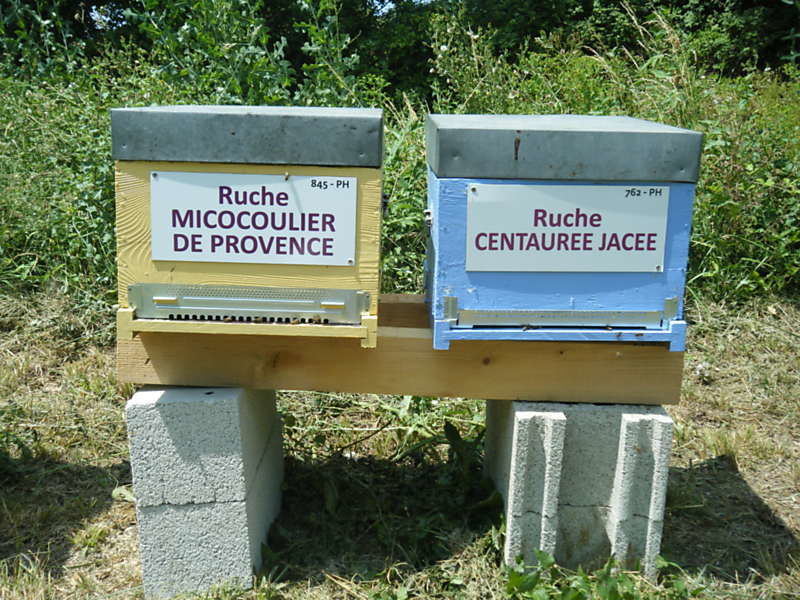 La ruche Micocoulier de provence