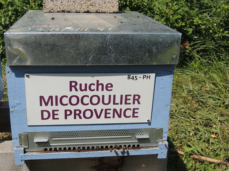 La ruche Micocoulier de provence