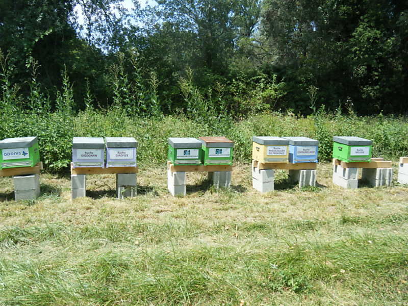 La ruche Micocoulier de provence