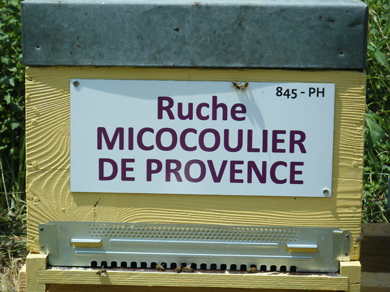La ruche Micocoulier de provence